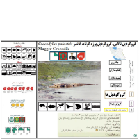 گونه کروکودیل پوزه کوتاه Mugger Crocodile